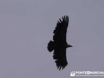 Parque Nacional Monfragüe - Reserva Natural Garganta de los Infiernos-Jerte;agencia de excursiones